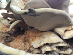 Bondarzewia kirkii