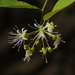 Capparis sepiaria - Photo (c) Dinesh Valke,  זכויות יוצרים חלקיות (CC BY-NC-ND)