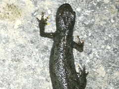 Ichthyosaura alpestris alpestris