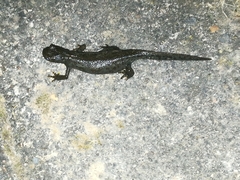 Ichthyosaura alpestris alpestris
