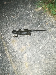 Ichthyosaura alpestris alpestris