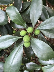 Ficus cyathistipula