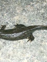 Ichthyosaura alpestris alpestris