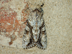 Achatia distincta