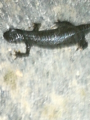 Ichthyosaura alpestris alpestris