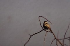 Eremopterix nigriceps