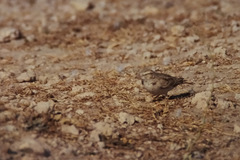 Calandrella brachydactyla