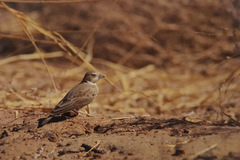 Calandrella brachydactyla