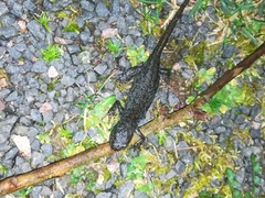 Ichthyosaura alpestris alpestris