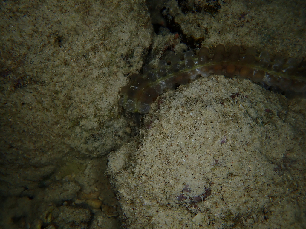 Lion's Paw Sea Cucumber (Euapta godeffroyi)