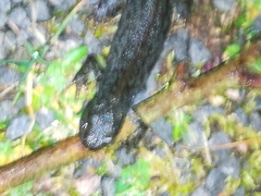 Ichthyosaura alpestris alpestris