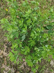 Baptisia nuttalliana