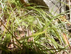 Carex planostachys