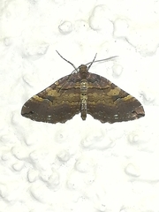 Earophila badiata