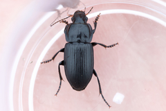 Anisodactylus harrisii