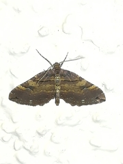 Earophila badiata