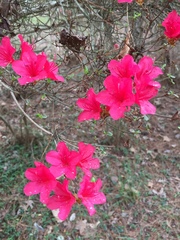 Rhododendron simsii