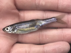 Notropis amabilis