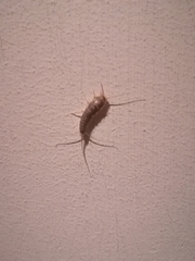Ctenolepisma lineatum