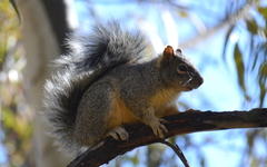 Sciurus oculatus