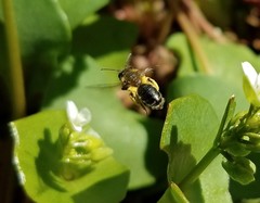 Andrena anisochlora