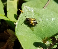 Andrena anisochlora