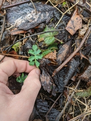 Stylophorum diphyllum