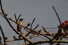 Saroglossa spilopterus