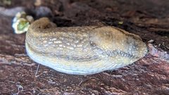 Carinarion