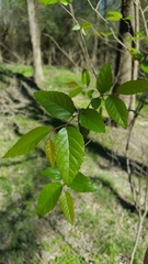 Planera aquatica