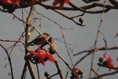 Saroglossa spilopterus