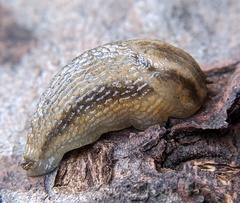 Carinarion