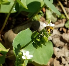Andrena anisochlora