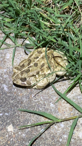 Woodhouse's Toad observed by williamschmidt