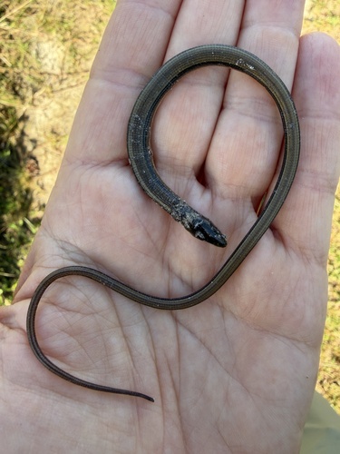 Eastern Glass Lizard observed by dorwageld