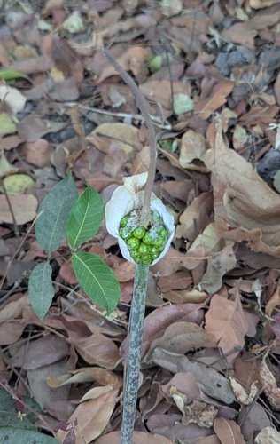 Amorphophallus consimilis