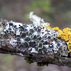 Lecanora gangaleoides