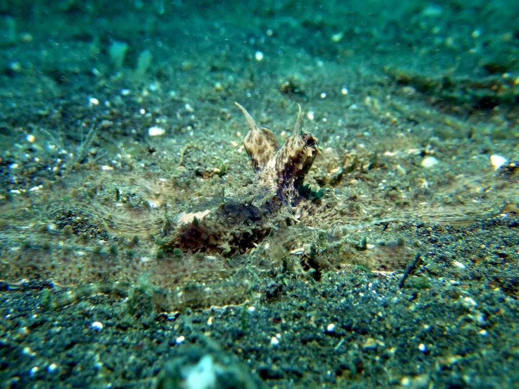 Mimic octopus