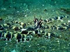 Thaumoctopus mimicus