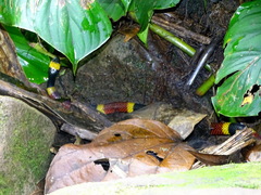 Micrurus mosquitensis