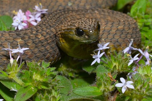 Uzungwe Mountain Bush Viper