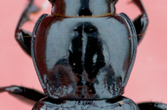 Pterostichus corvinus