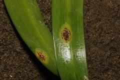 Uromyces hyacinthi