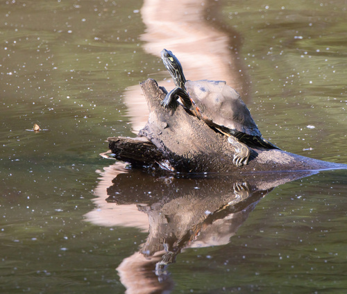 Pearl River Map Turtle, Graptemys pearlensis
