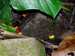 Micrurus mosquitensis