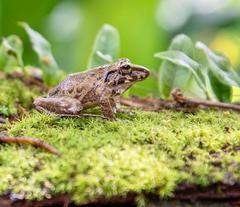 Craugastor fitzingeri