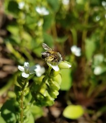 Andrena anisochlora