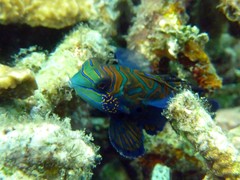 Synchiropus splendidus