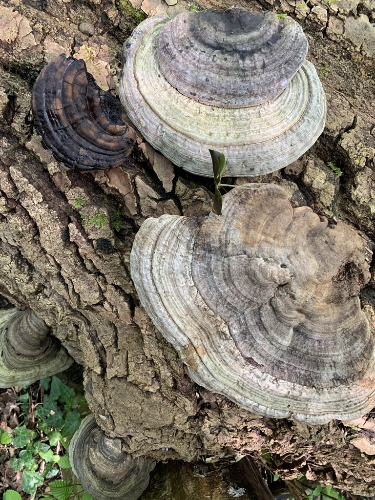 Fomes fomentarius · April 2026 · photo: © manuela9012 (iNaturalist, cc-by)