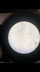 Caenorhabditis elegans